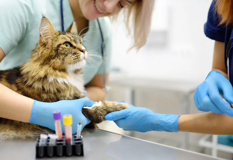 professional veterinarians take a blood test