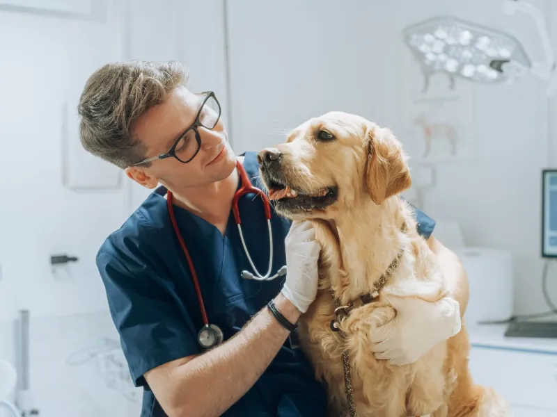 Young Handsome Veterinarian Petting a Noble Golden Retriever Dog