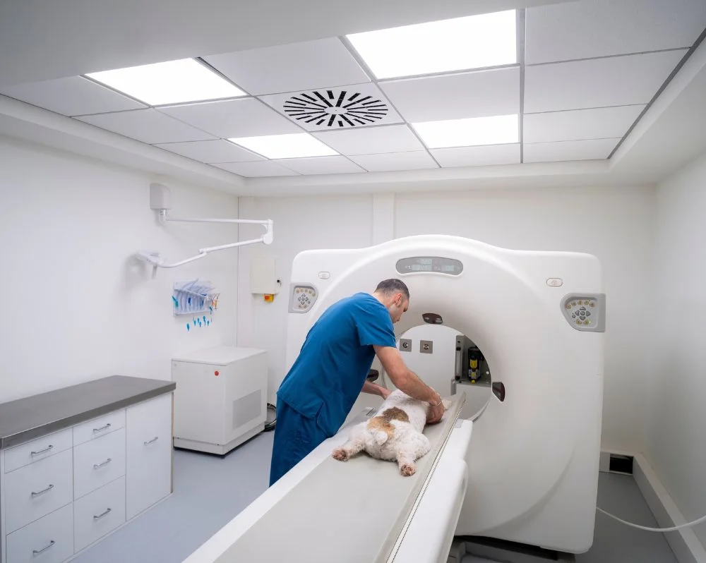 veterinarian in blue scrubs carefully positions a small dog on the bed