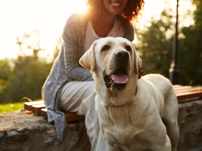young african lady wearing white walking with pretty dog in park