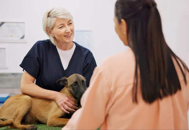 dog and vet with woman owner for consultation