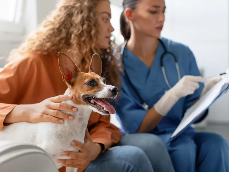 vet takes clinical notes