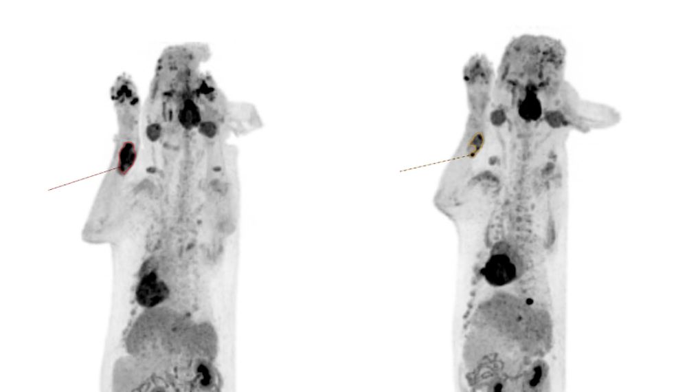 PET-CT scan images of a dog showing highlighted areas of tracer uptake, used for diagnostic evaluation in veterinary theranostics.