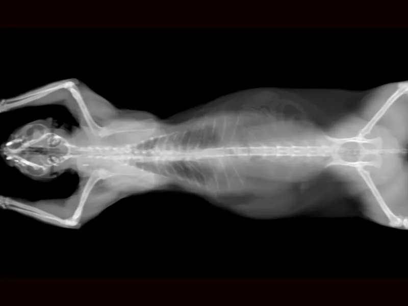 CT scan of a cat