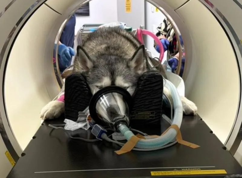 Dog on an MRI table wearing a breathing mask, paws resting on the table in a veterinary clinic.