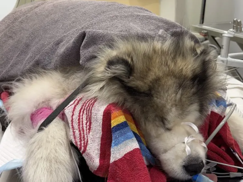 Dog resting under blankets with medical tubing during veterinary treatment or recovery.