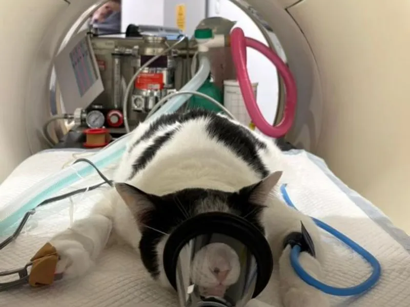 Black-and-white cat lying on a veterinary imaging table wearing a protective cone, with a CT scanner in the background.